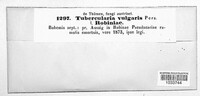 Tubercularia vulgaris image